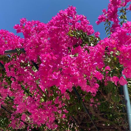 Casa Buganvilla 米尼亚 外观 照片