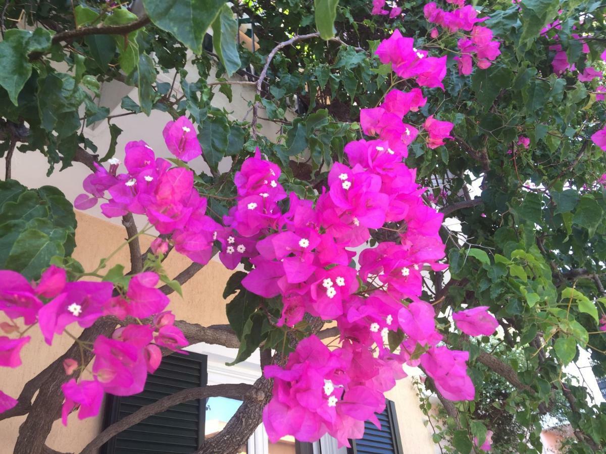 Casa Buganvilla 米尼亚 外观 照片