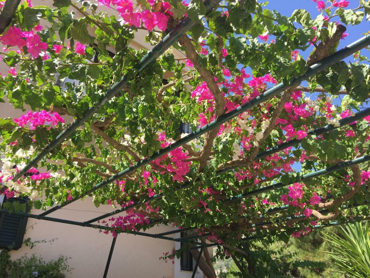 Casa Buganvilla 米尼亚 外观 照片